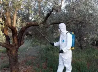 ψεκασμός δακοκτονίας